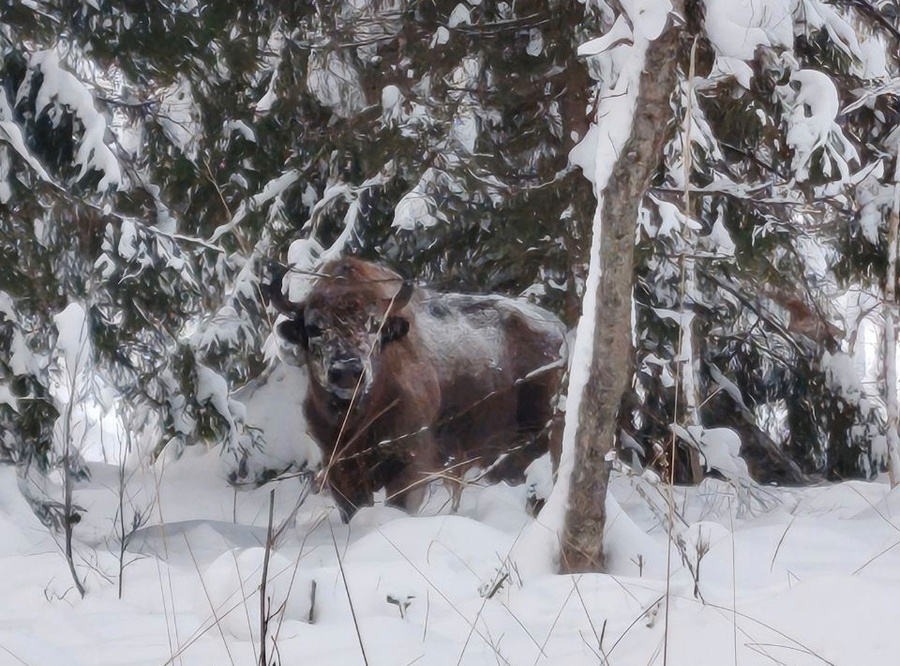 Европейский зубр в лесу Владимирской области