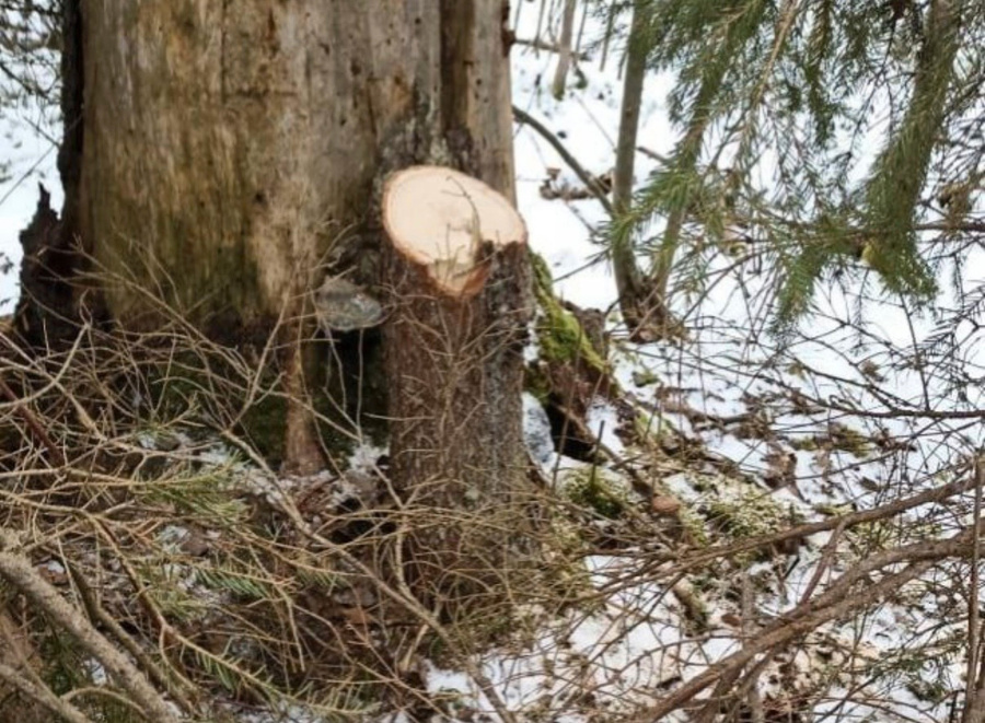 Место незаконной вырубки леса в Муромском районе