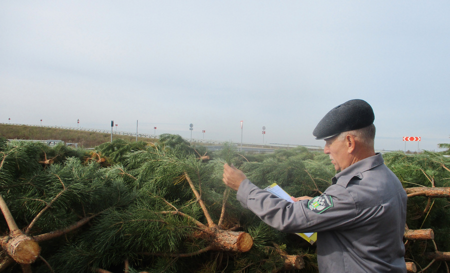 Новогодние сосны, подготовленные к отправке из Владимирской области