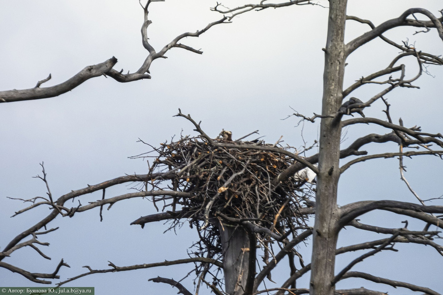 Нет больших гнездовий. Гнездо гнездиться гнездовье гнездовой. Огромное гнездо на дереве. Гнездо белоголового орлана самое большое. Гнездо на дереве.